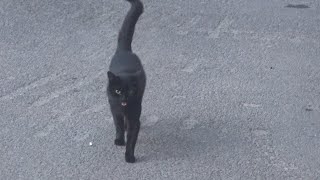 Lonely black cat walks talks