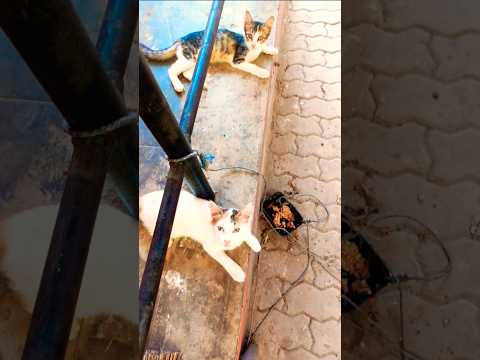 ഞങ്ങൾ പൂച്ചാണ്ടികൾ 😃 #funny #shortsvideo #cat #petlovers