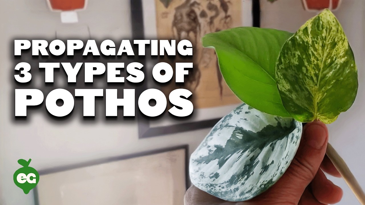 Propagating 3 Types of Pothos via Water Cuttings (Foolproof Method)