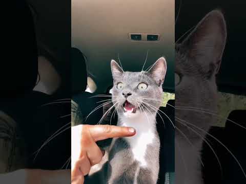 Воришки 🙂 #cat #рек #funny #котики#собачки#смешно