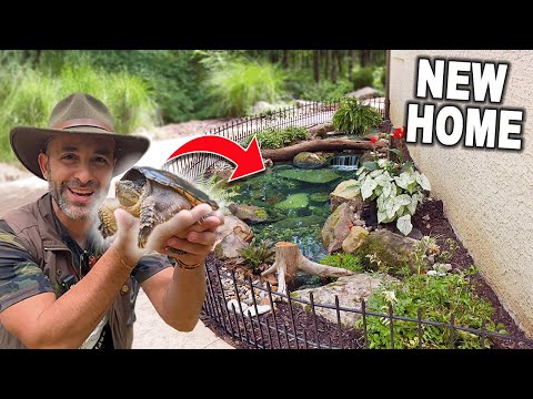 We Built a Natural Habitat For @CoyotePeterson Sna In this video join Jack and @EdThePondProfessor design and build a specialized pond for @CoyotePeter