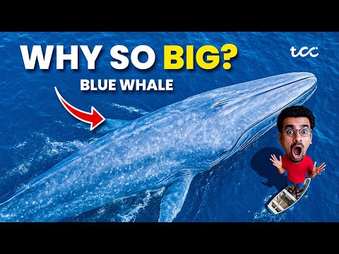 Why is Blue whale so big? Mystery solved