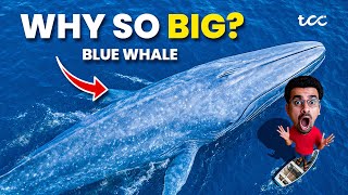 Why is Blue whale so big? Mystery solved
