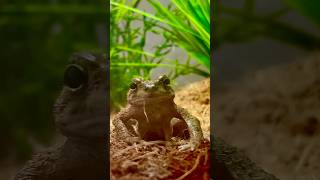 Meet toad 🐸 #bugs #insects #nature #animals #viral #food #funny #wildlife
