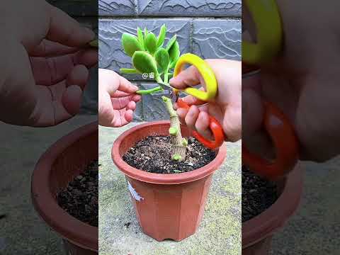 succulent plants pruning growing part 1126