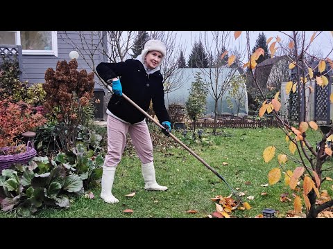 1 ноября дача | страшный зверь на кухне, режу посконник, убираюсь в цветнике