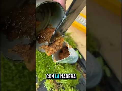 Life hack lleva fuego siempre #shorts #lifehacks