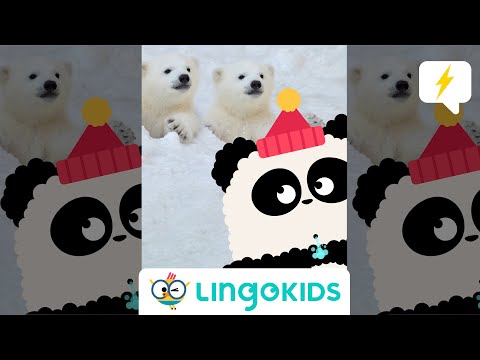 Calling all explorers! NEW #Lingokids POLAR ANIMALS Song! #shorts