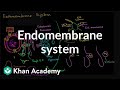 Endomembrane System in Eukaryotic Cells