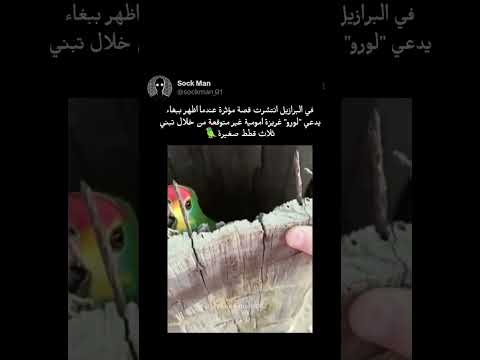 ببغاء يقوم بتبنية ثلاثة قطط 🥺