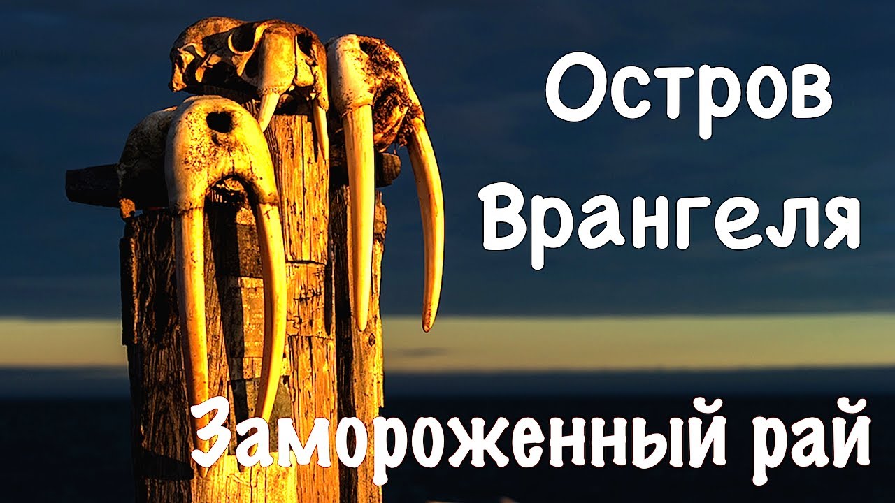 Остров Врангеля. Замороженный рай - The Wrangel Island. Frozen Paradise