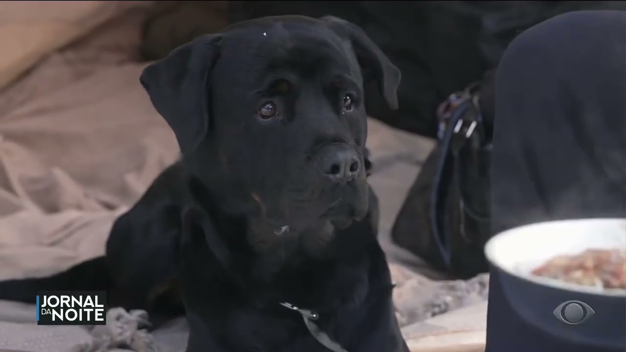 Norueguês mora com o cão em barraca na floresta para quitar dívida