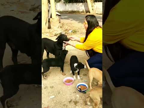 Dard pain bazubaan ka #puppy #puppies #dog #dogs #dogmom #doglover #doglovers #shorts