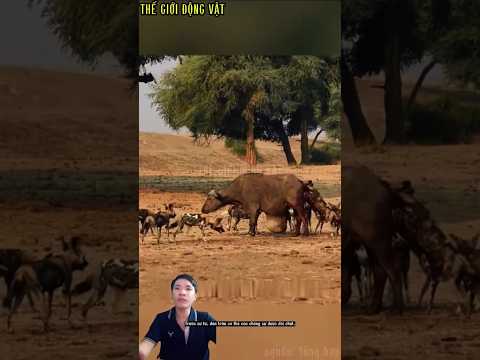 con trâu già gầy yếu bị chó hoang bao vây tấn công.