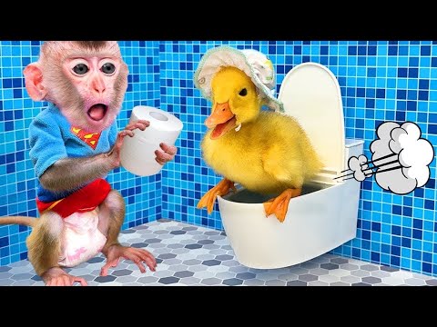 KiKi Monkey 5 Giant Duck, Monkey, Chicken Bon Bin ducklings omegle Transfiguration funny kiki monkey