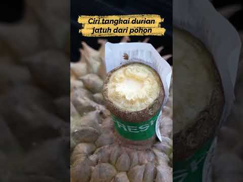 Perbedaan tangkai durian jatuh alami dan durian dipetik memakai pisau #shorts #durian #kebundurian