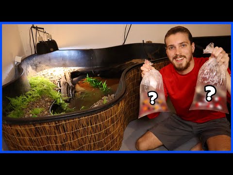 Buying Colorful Fish For My Indoor TURTLE POND! In this video, I add some new fish to my indoor turtle pond! Thanks for watching, & be sure to like 