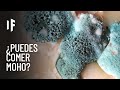 Micotoxinas y Moho en Alimentos
