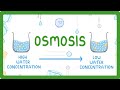 Exploring the Principles of Osmosis