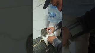 primera vez poniendole una pastilla para matar las pulgas un capo el SEÑOR BUCHI 🐱