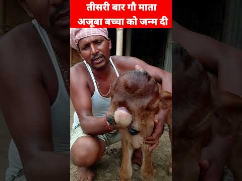 जटाधारी गौ माता का बच्चा है/ #instagram #instagood #reelsvideo #tbt #OMG