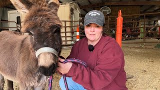 WE CALLED THE VET...Somethings Wrong With Thomas! | 24 Days Of Horses Day 21