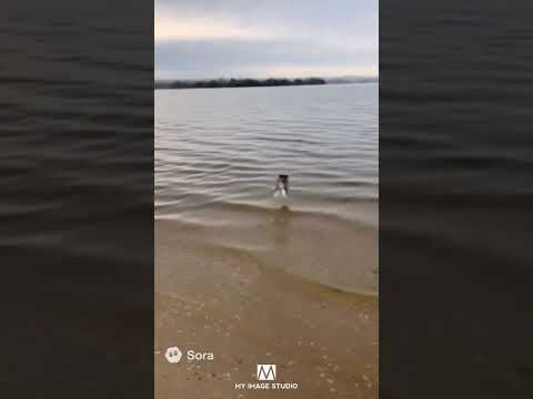 เดี๋ยวๆๆ แกจะวิ่งไปหนายย😱 #dog  #reel #funny  #puppy  #cute