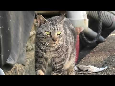 林崎漁港内地域猫黒系アメショ2025 10 21a