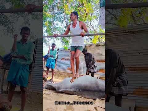 ரேக்ளா காளை லாப் சுளுக்கு பிடி மூட்டு வலி நெஞ்சு அடைப்பு இயற்கை முறையில் எடுப்பது #bull #shorts