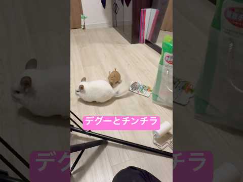 デグーはご飯🍚チンチラはカイカイを求めてる!! #おすすめにのりたい # #癒し #pets #デグー #チンチラ #chinchilla