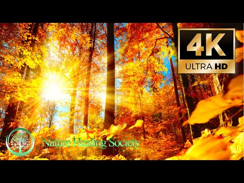 Morning Meditation Music &#128150;Begin Your Day Happy &amp; Positive 4K - 528Hz Love Healing Dna Music Movie