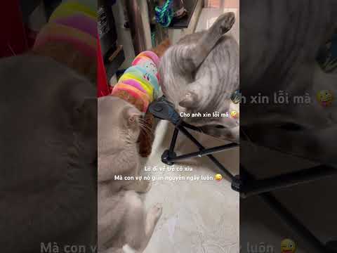 Nhà là phải có nốc 😝 #linhmientay #cat #xuhướng #thucung #cuteanimals