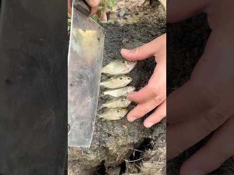 Le lanzó varias vivas al río y miren lo que pesco #fishing #lineadepesca #pesca #carretesdepesca
