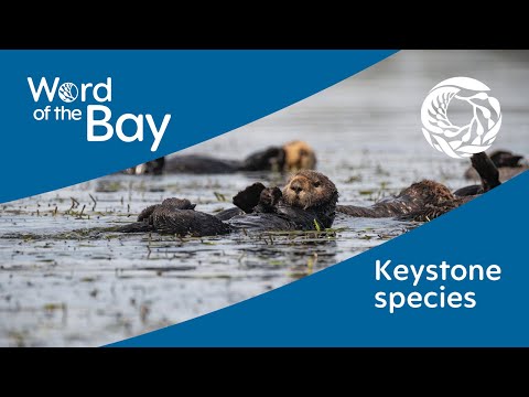 Sea otters: Keystone species with a big appetite | Word of the Bay