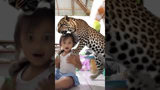 cinta dan harimau