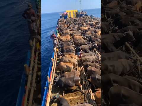 अब सऊदी अरब में कुर्बानी कैसे होगी 😱 #dubai #shortvideo