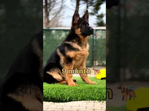 one month vs 9 month German shepherd #feed #lovesong #dog#puppy #trending #viralshorts #viral #tiger