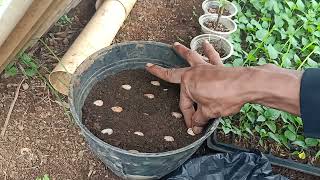rahasia menanam biji rambutan