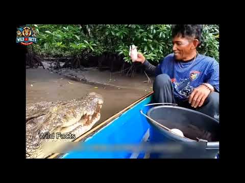 "Alimentando um Crocodilo como um Cachorro: Uma Amizade Incomum no Lago!" #animal #curiosidades