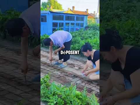 “Ils Font Pousser des Légumes… Dans des Briques ! 🧱🌱”