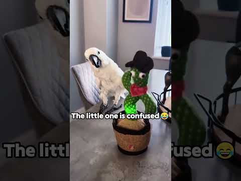 This bird is too funny for its own good! 🦜🤪#pet #cuteanimals #parrot #cutie