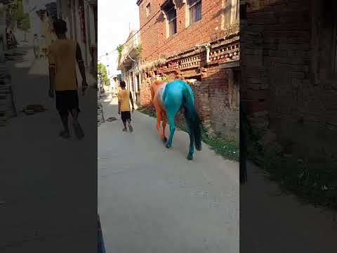 India ???? shorts ghoda tiranga bharat ka ghoda