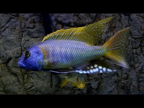 300 GALLON 8 FOOT LONG AFRICAN CICHLID AQUARIUM The 300 gallon predator hap aquarium has come back to youtube after taking around 6 months off.  

I