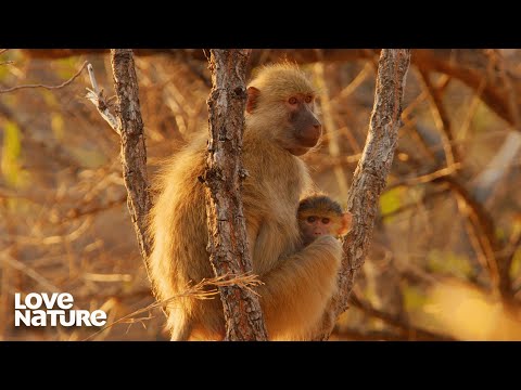 The Mating Game: Baboon Navigates Love Triangle | Guardians of the Wild 203