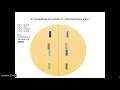 Meiosis Concepts and Chromosome Behavior
