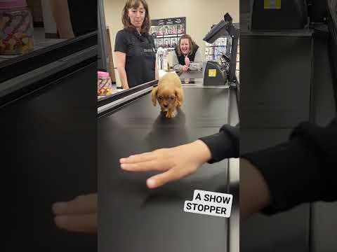 PUPPY ADVENTURES]#fypシ #youtubeshorts #foryou #shorts