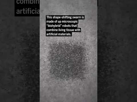 Algae-based microbots swarm like locusts in response to light