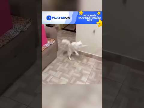 Глупый кот 🤣 #cat #shorts