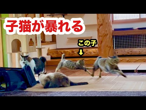 【ペットカメラ】子猫の相手を代わりばんこにする先住猫たち