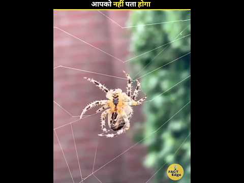 How Spiderman make his web 🤔 #shorts #facts